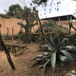 cactus San Jose de los Amdrades and Mazamitla Jalisco catus