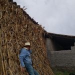 corn and man corn and man San Jose de los Amdrades and Mazamitla Jalisco Mexico